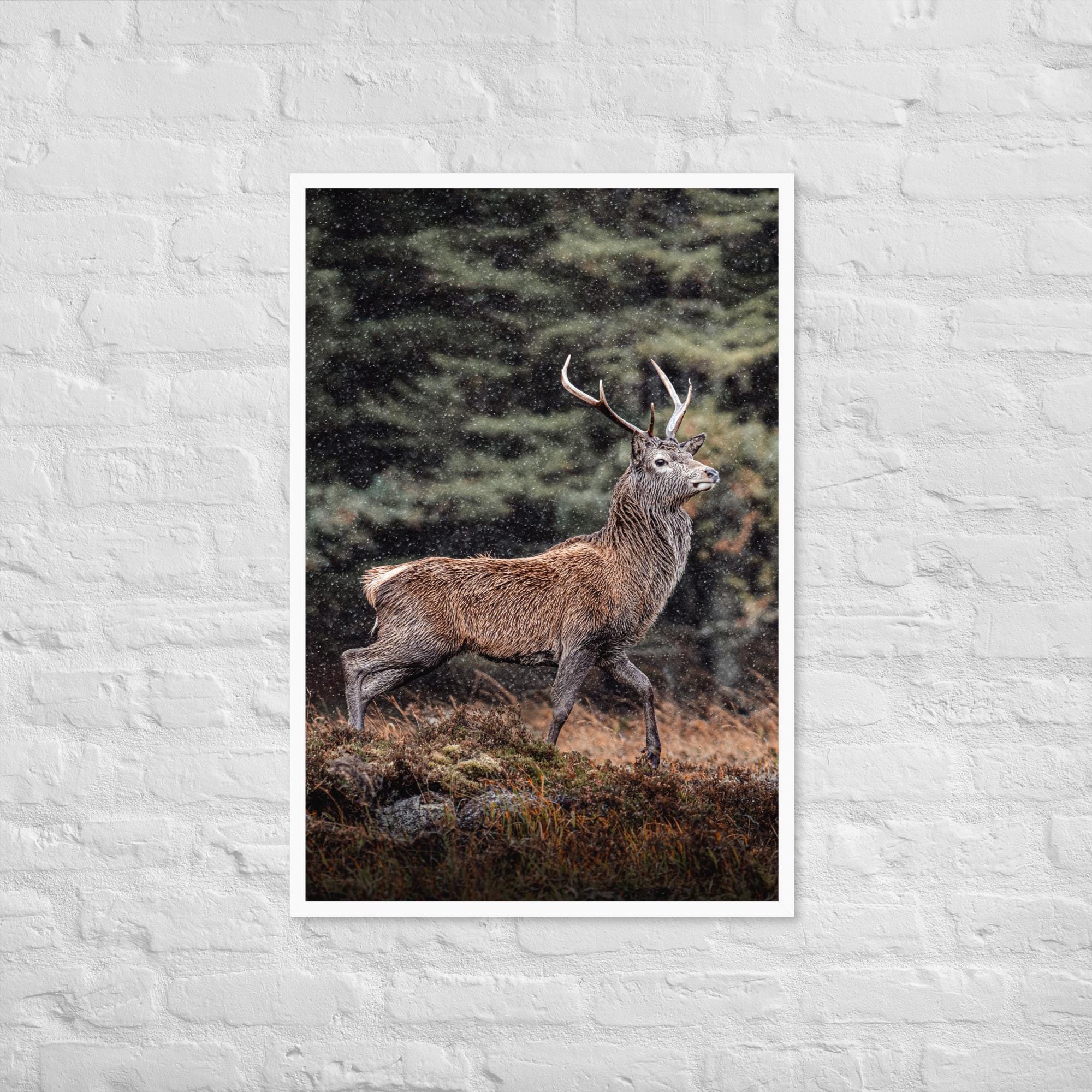 Highland Stag Print – Glencoe Wildlife Wall Art – Muted Tones Nature Photography