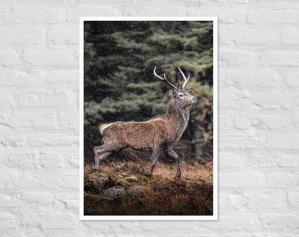 Highland Stag Print – Glencoe Wildlife Wall Art