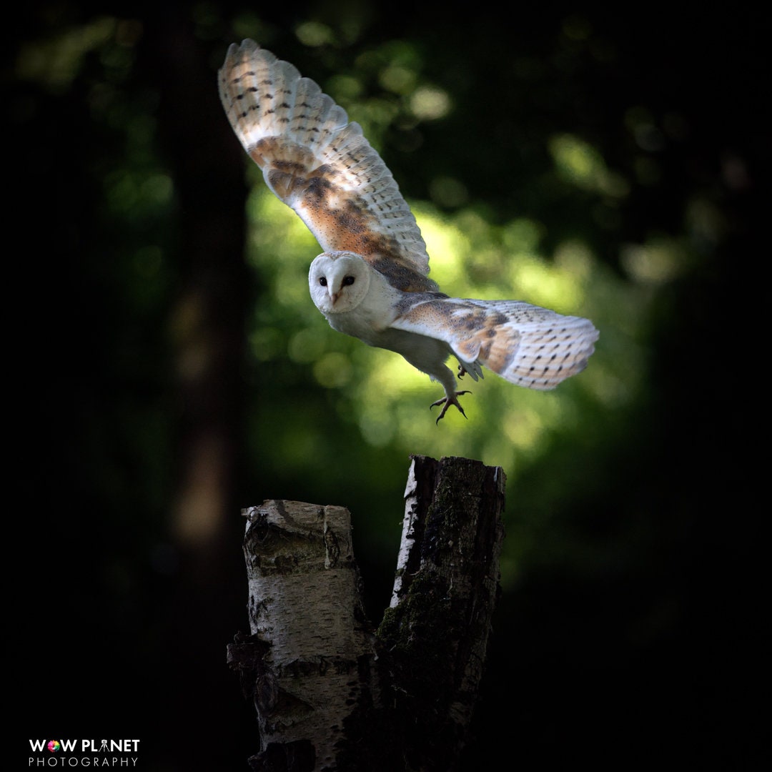 Printable Digital Download: Barn Owl Photograph, Wall Art for Owl Lovers