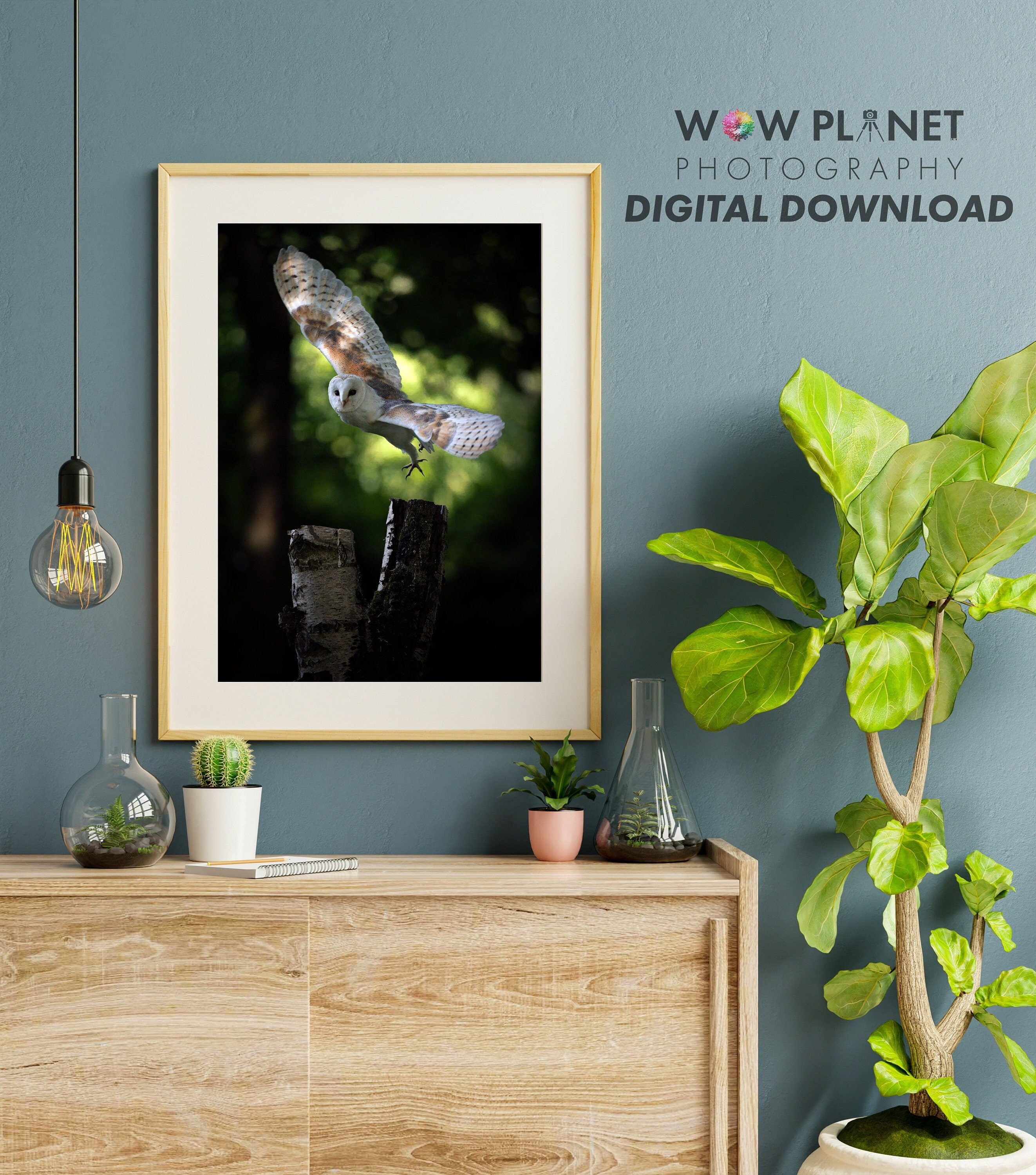 Printable Digital Download: Barn Owl Photograph, Wall Art for Owl Lovers