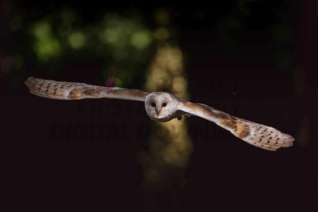 Printable 3 IMAGE SET, Digital Download Barn Owl, Perfect for creating Canvas, Poster or Framed Prints, Hi Resolution