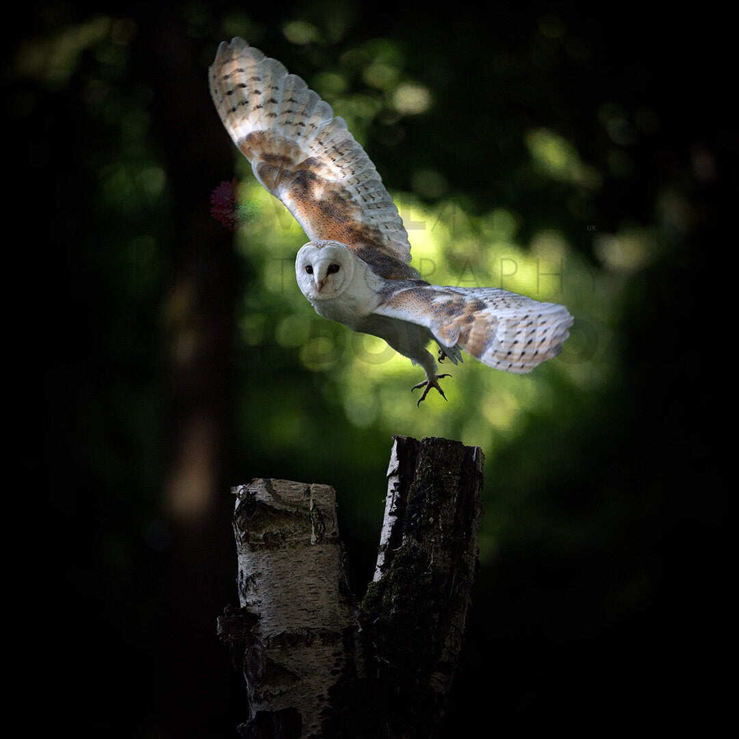 Printable 3 IMAGE SET, Digital Download Barn Owl, Perfect for creating Canvas, Poster or Framed Prints, Hi Resolution