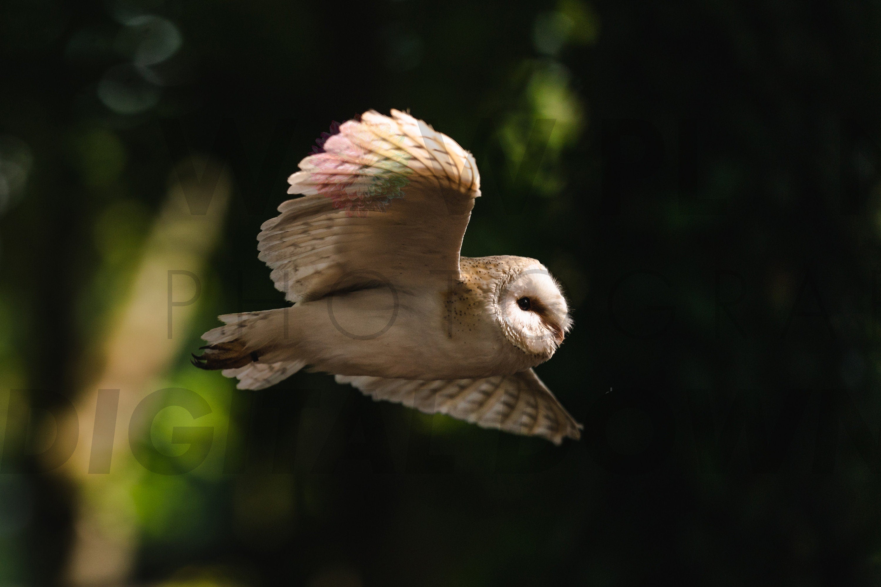 Printable 3 IMAGE SET, Digital Download Barn Owl, Perfect for creating Canvas, Poster or Framed Prints, Hi Resolution