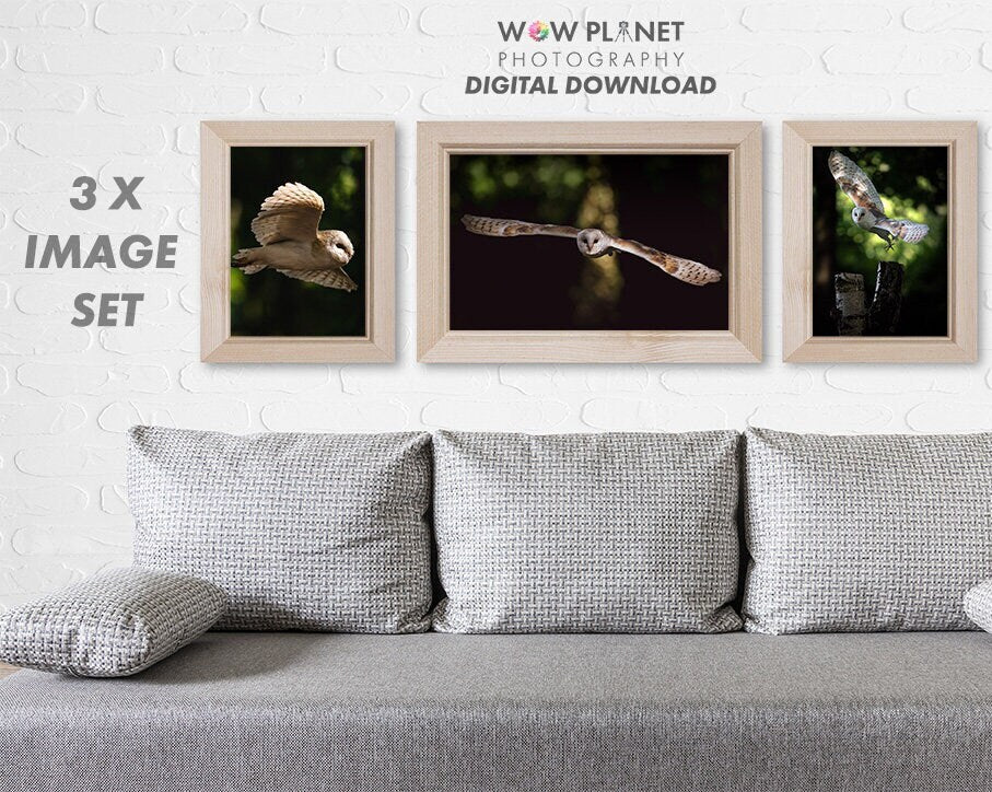 Printable 3 IMAGE SET, Digital Download Barn Owl, Perfect for creating Canvas, Poster or Framed Prints, Hi Resolution