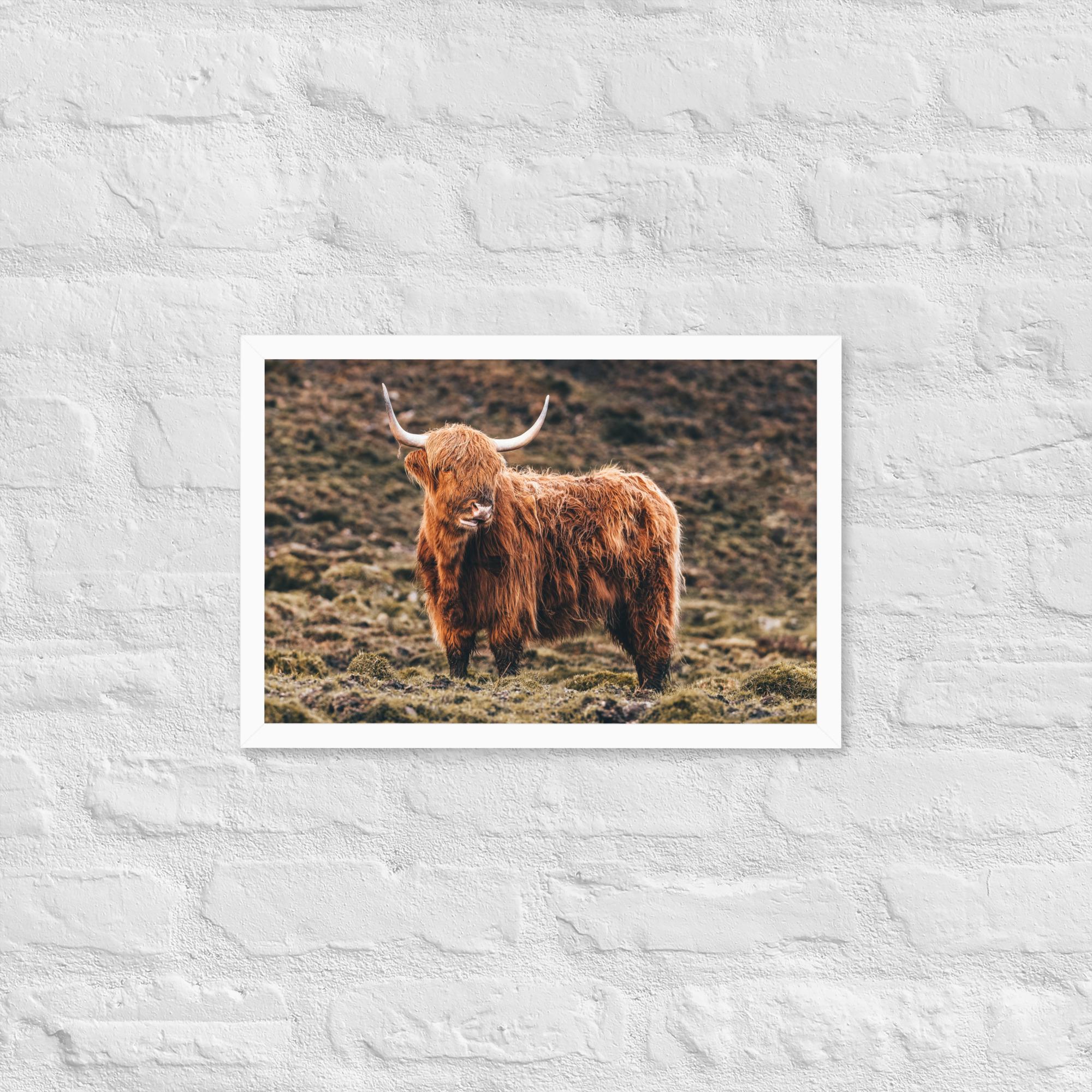Highland Cow Print – Scottish Highlands Animal Photography | Framed Wall Art | Rustic Farmhouse Decor | Shaggy Cow Photo | Nature Lover Gift