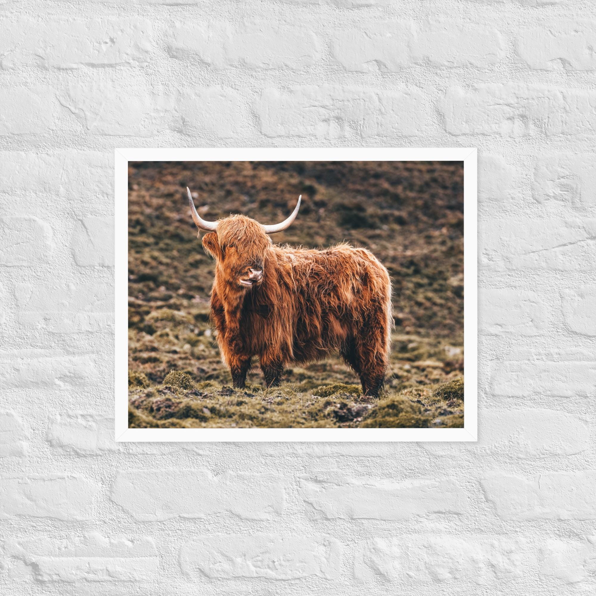 Highland Cow Print – Scottish Highlands Animal Photography | Framed Wall Art | Rustic Farmhouse Decor | Shaggy Cow Photo | Nature Lover Gift