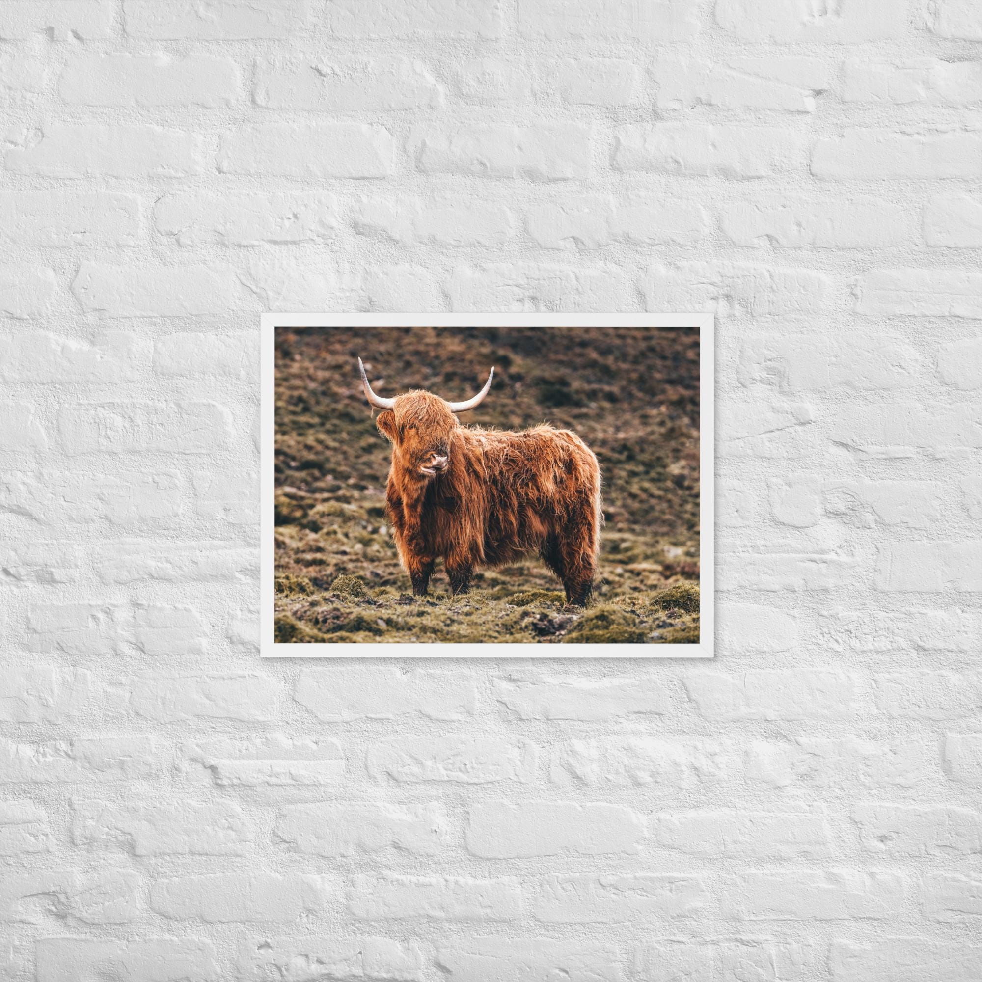 Highland Cow Print – Scottish Highlands Animal Photography | Framed Wall Art | Rustic Farmhouse Decor | Shaggy Cow Photo | Nature Lover Gift