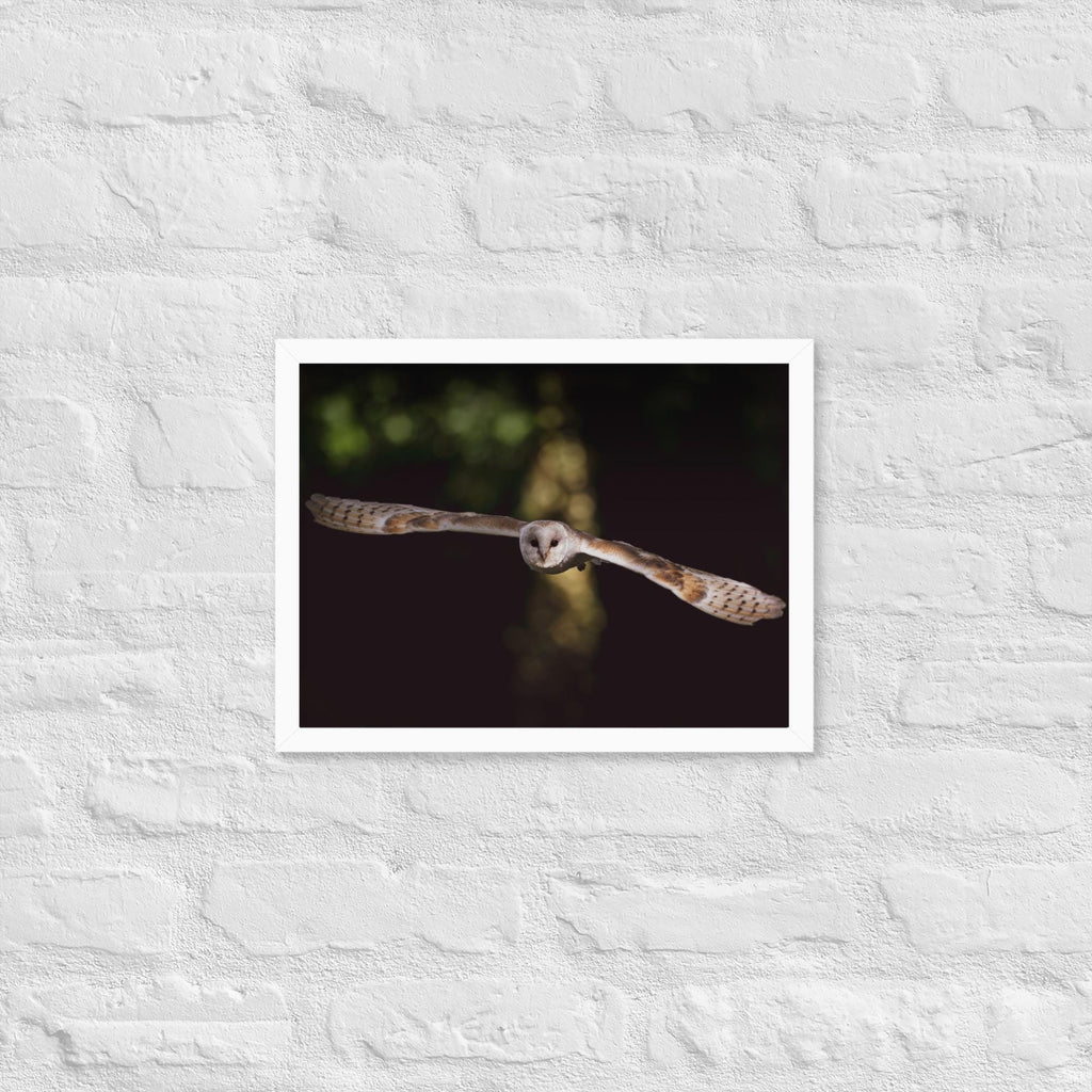 Barn Owl Wall Art – Majestic Owl in Flight Photo Print – Wildlife Nature Photography Decor