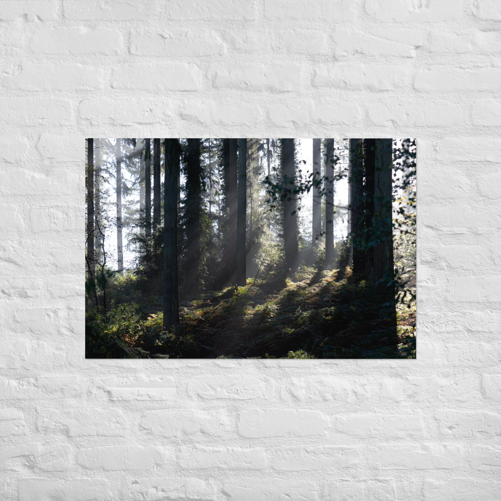 British Woodland Print – Light Rays Forest Wall Art – Calming Nature Photography Decor