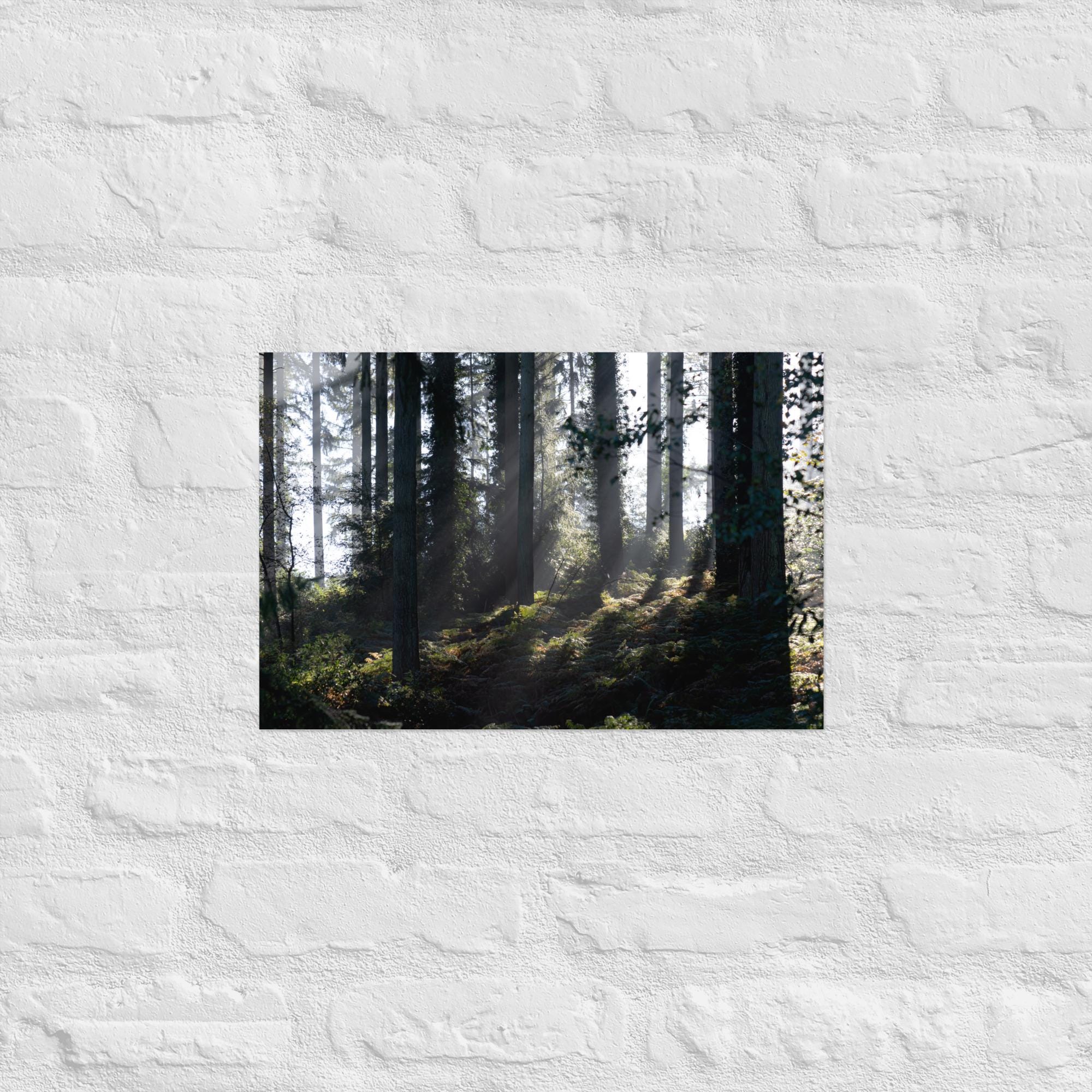 British Woodland Print – Light Rays Forest Wall Art – Calming Nature Photography Decor