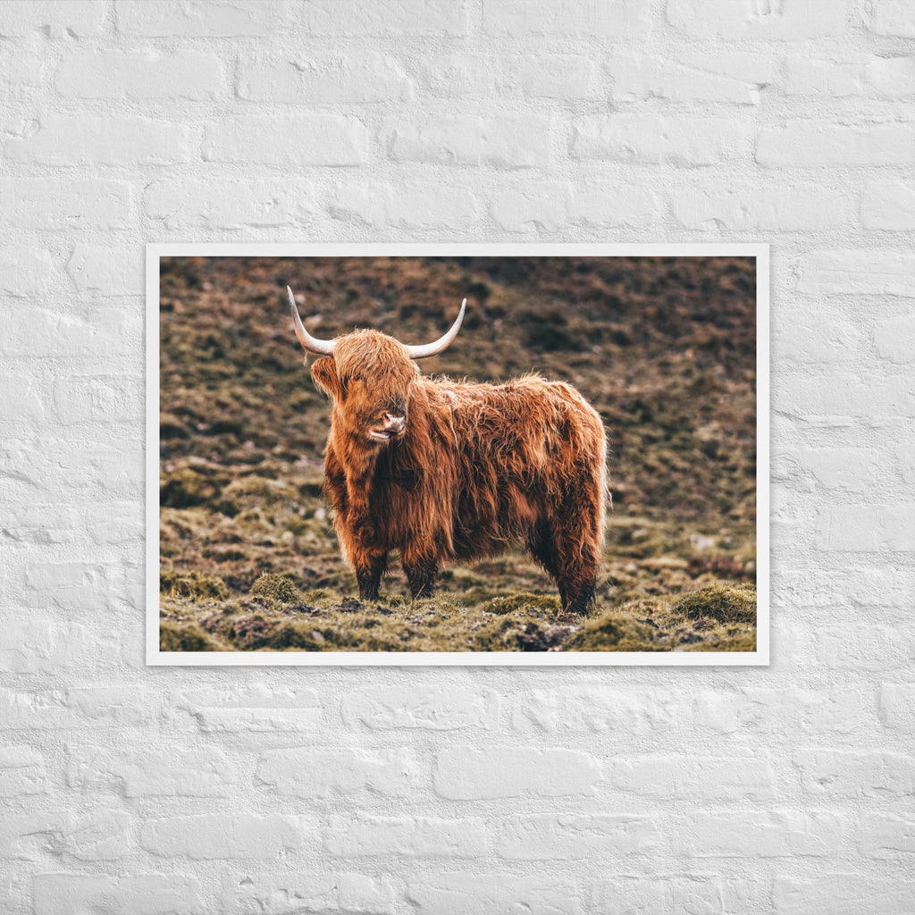 Highland Cow Print – Scottish Highlands Animal Photography | Framed Wall Art | Rustic Farmhouse Decor | Shaggy Cow Photo | Nature Lover Gift