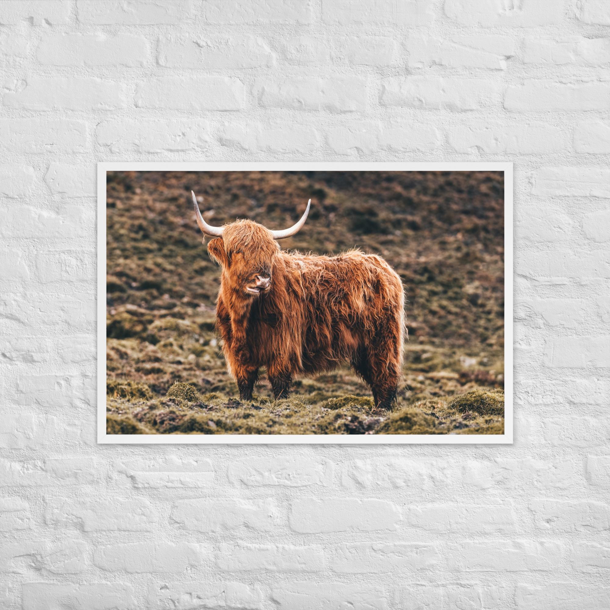 Highland Cow Print – Scottish Highlands Animal Photography | Framed Wall Art | Rustic Farmhouse Decor | Shaggy Cow Photo | Nature Lover Gift