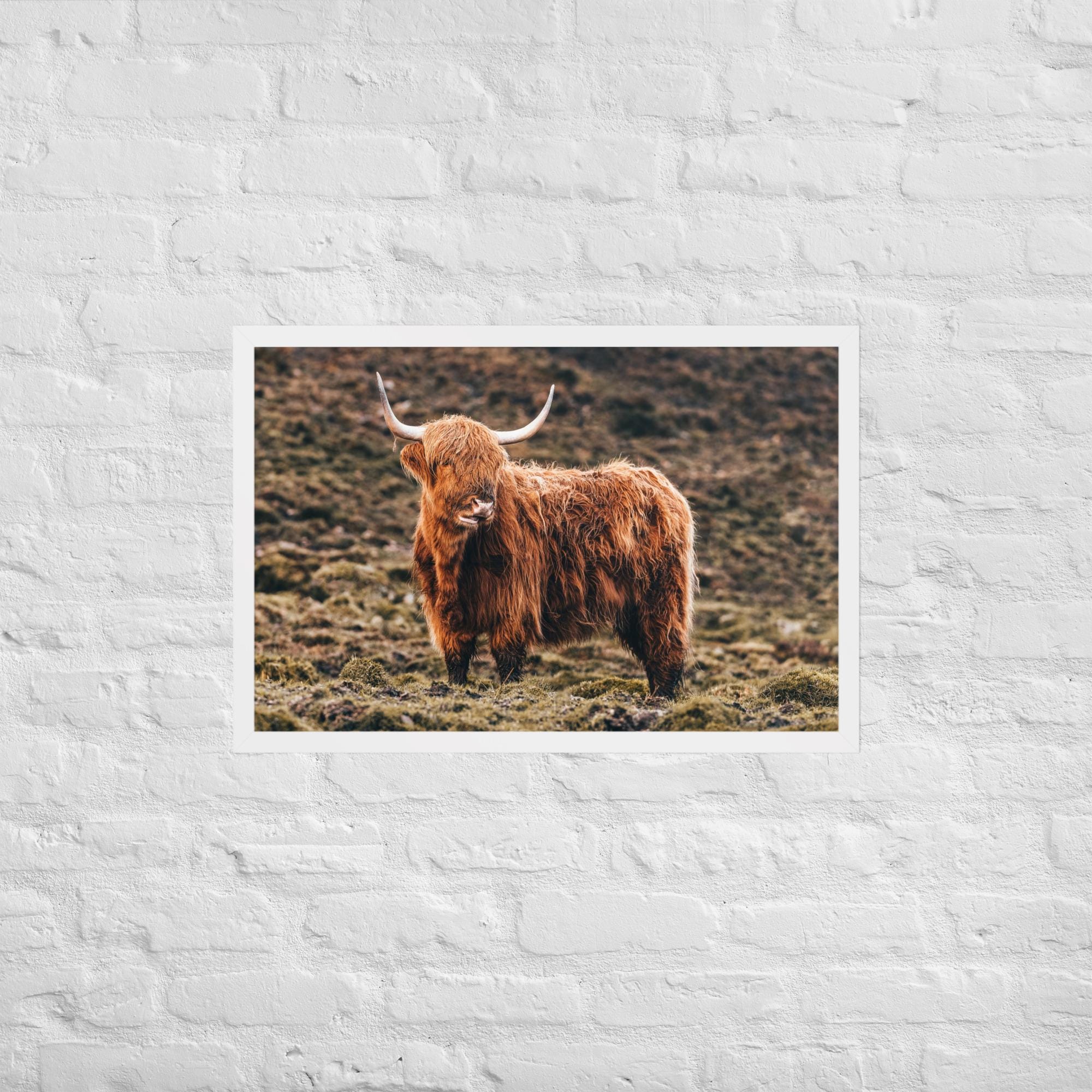 Highland Cow Print – Scottish Highlands Animal Photography | Framed Wall Art | Rustic Farmhouse Decor | Shaggy Cow Photo | Nature Lover Gift